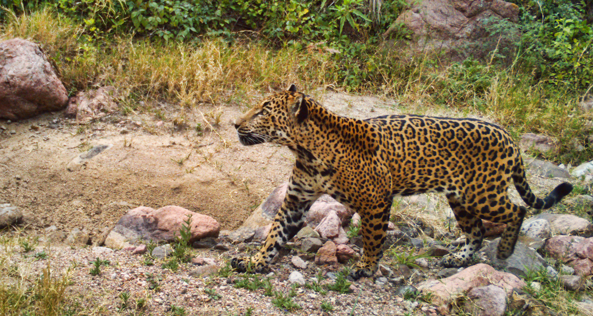 Photo 2 from NORTHERN JAGUAR PROJECT